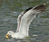 Larus armenicus
